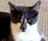 adoptable Cat in Lake Forest, CA named Ruby