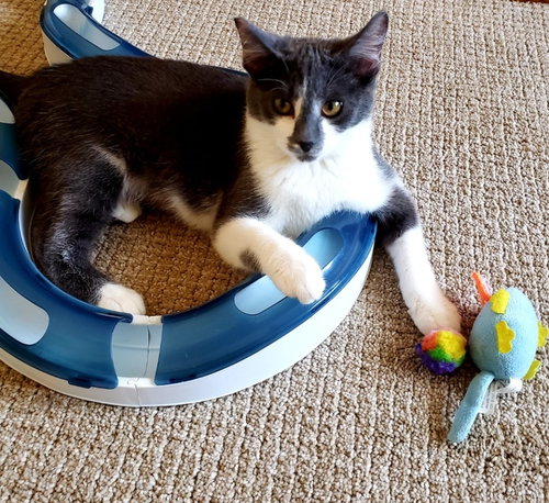 RUBY - Domestic Short Hair available for adoption