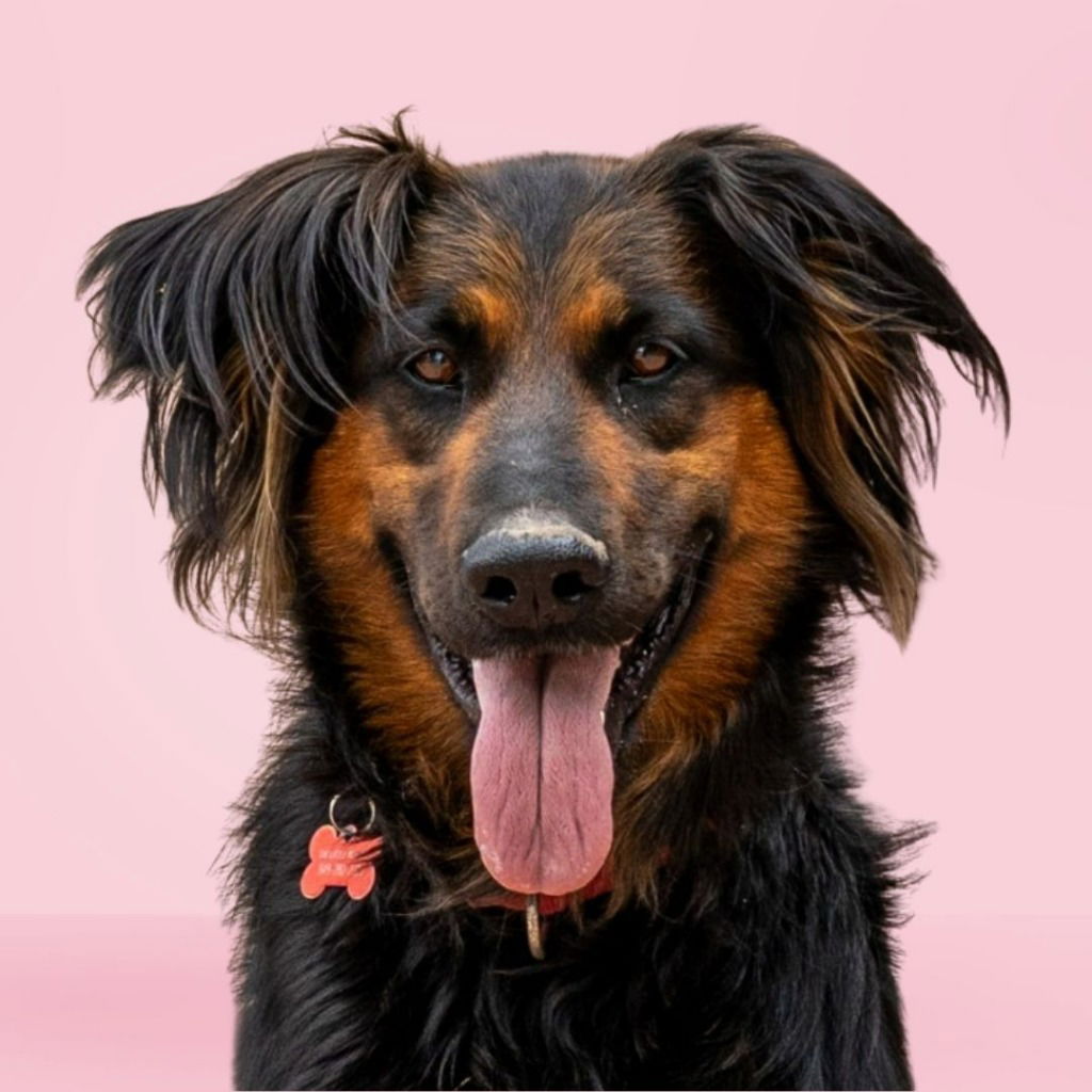 adoptable Dog in Lake Forest, CA named Daisy Ann - Foster or Adopt Me!