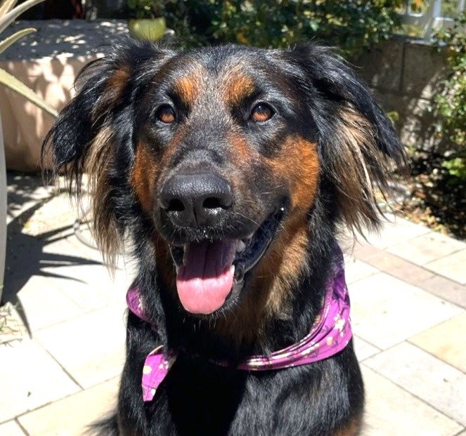 adoptable Dog in Lake Forest, CA named Daisy Ann - Foster or Adopt Me!