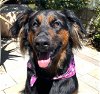 adoptable Dog in  named Daisy Ann - Foster or Adopt Me!