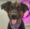 adoptable Dog in Lake Forest, CA named Daisy Ann - Foster or Adopt Me!