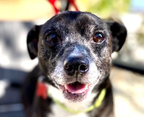 adoptable Dog in Lake Forest, CA named Que - Adopt Me!