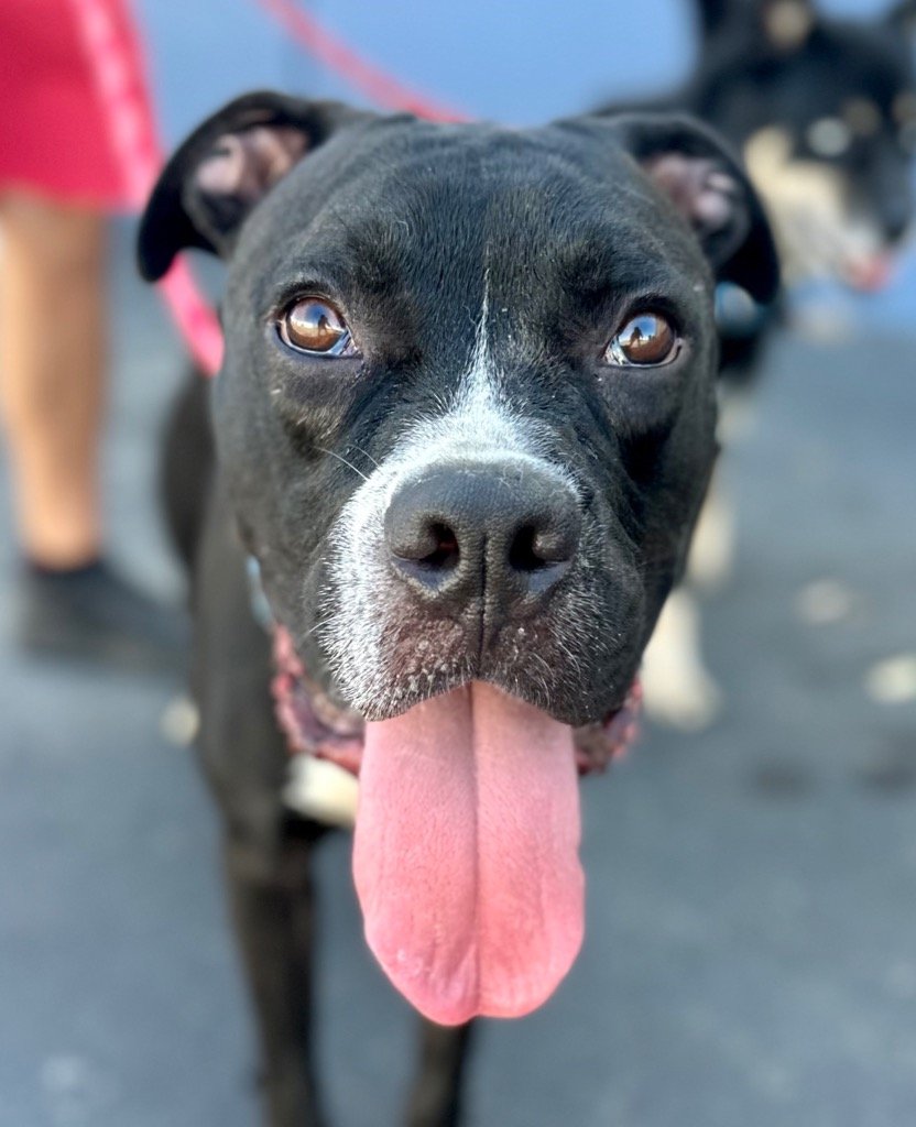 adoptable Dog in Lake Forest, CA named Hunter - Foster or Adopt Me!