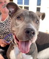 adoptable Dog in Lake Forest, CA named Bridget Bones - Foster or Adopt Me!