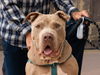 adoptable Dog in  named Teddy - Adopt Me!