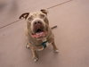 Teddy - Adopt Me! - Photo 2