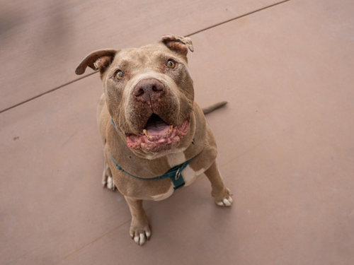 TEDDY - ADOPT ME! - American Staffordshire Terrier available for adoption
