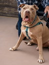 Teddy - Adopt Me! - Photo 3