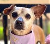 adoptable Dog in lake forest, CA named Champ - Adopt Me!