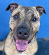 adoptable Dog in  named Sloan - Foster or Adopt Me!