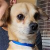 adoptable Dog in lake forest, CA named Brownie - Adopt Me!