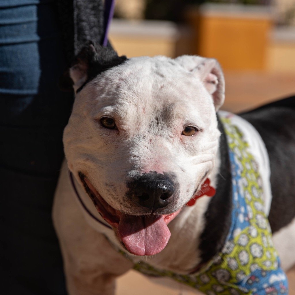 adoptable Dog in Lake Forest, CA named Diamond II - Adopt Me!
