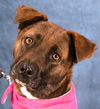 adoptable Dog in Lake Forest, CA named Sable - Adopt Me