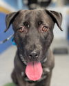 adoptable Dog in  named Roxy Lee - Adopt Me!