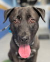 adoptable Dog in Lake Forest, CA named Roxy Lee - Adopt Me!