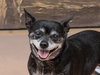 Max - Adopt Me! - Photo 1