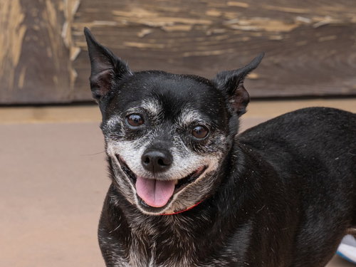 MAX - ADOPT ME! - Chihuahua available for adoption