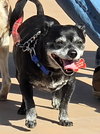 Max - Adopt Me! - Photo 2
