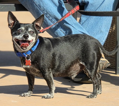 Max - Adopt Me photo 3