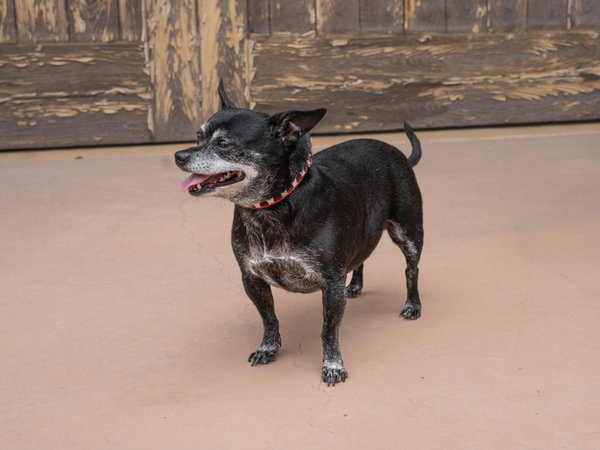 Max - Adopt Me!