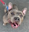 adoptable Dog in lake forest, CA named Buddah - Foster or Adopt Me!