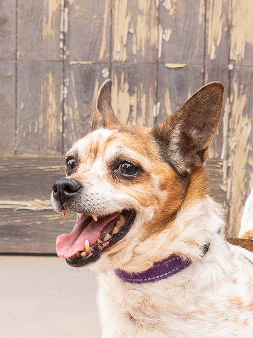 OLLIE - ADOPT ME! - Jack Russell Terrier / Chihuahua available for adoption