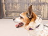 Ollie - Adopt Me! - Photo 3