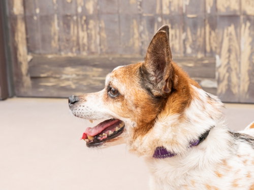 Ollie - Adopt Me photo 3
