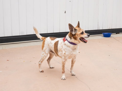 Ollie - Adopt Me photo 4