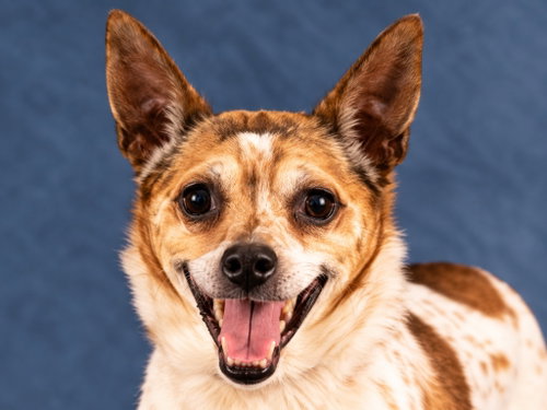 Ollie - Adopt Me!, a dog for adoption from The Little Red Dog, Inc