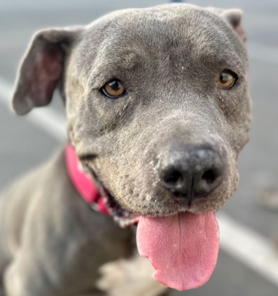 adoptable Dog in Lake Forest, CA named Bonnie (Darla) - Adopt Me!