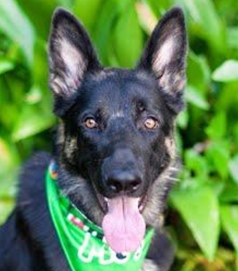 adoptable Dog in Lake Forest, CA named Oso (CP) - Adopt Me!