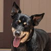 adoptable Dog in  named Rita - Adopt Me!