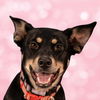 adoptable Dog in  named Rita - Adopt Me!