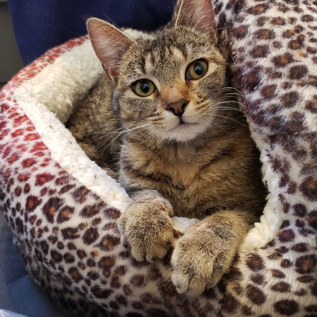 adoptable Cat in Lake Forest, CA named Maizie