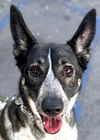 adoptable Dog in Lake Forest, CA named Cleo - Foster or Adopt Me!