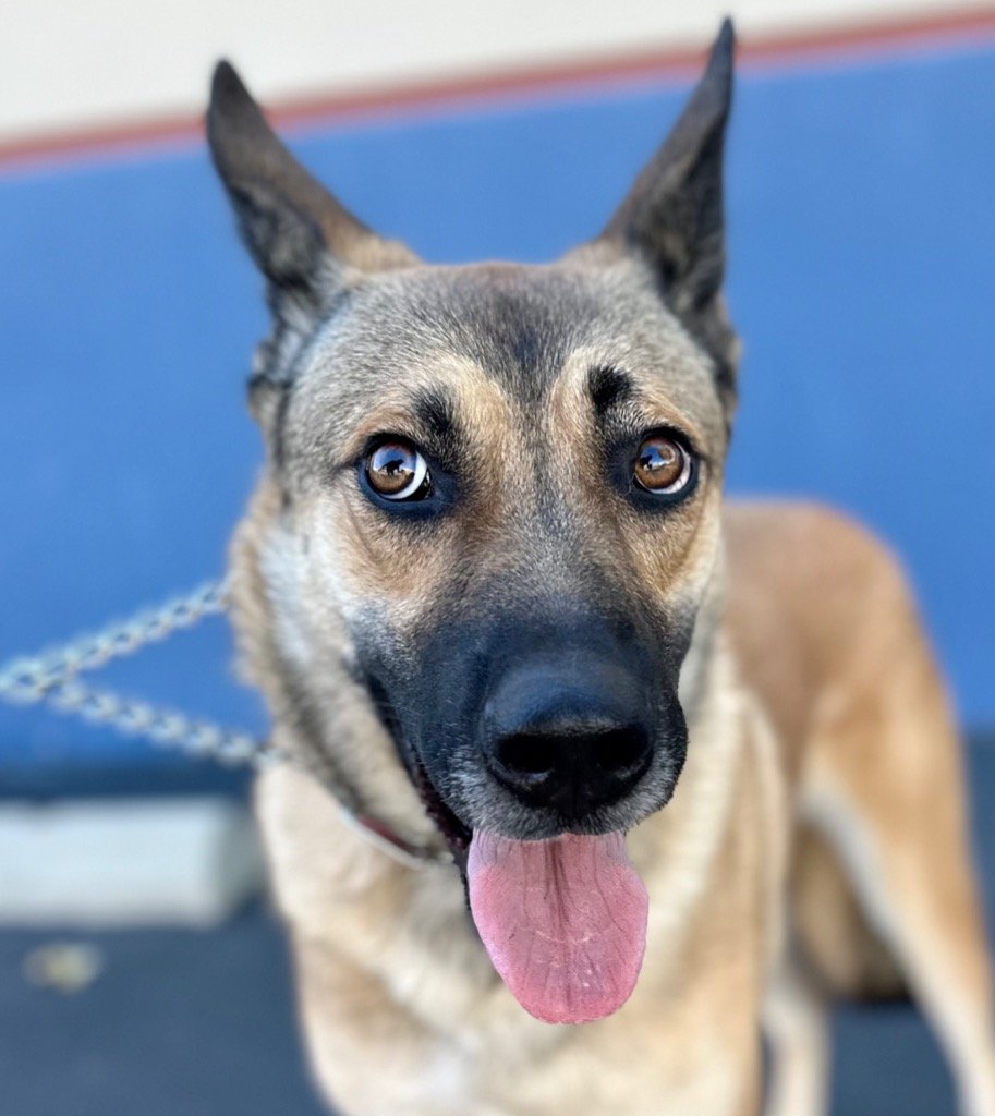 adoptable Dog in Lake Forest, CA named Gisella - Adopt Me!
