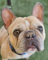 adoptable Dog in Lake Forest, CA named Tyson French - Adopt Me! (CP)