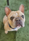Tyson French (Courtesy Post) - Adopt Me! - Photo 2