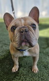 Tyson French (Courtesy Post) - Adopt Me! - Photo 3
