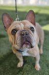 Tyson French (Courtesy Post) - Adopt Me! - Photo 4