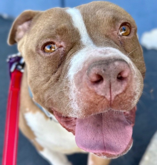 adoptable Dog in Lake Forest, CA named Willis - Foster or Adopt Me!