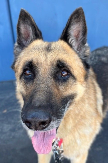 adoptable Dog in Lake Forest, CA named Parzival - Adopt Me!