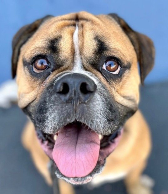 adoptable Dog in Lake Forest, CA named Gleason  - Foster or Adopt Me!