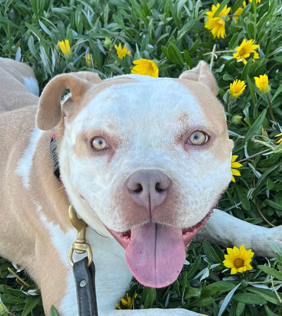 adoptable Dog in Lake Forest, CA named Pinky - Foster or Adopt Me!