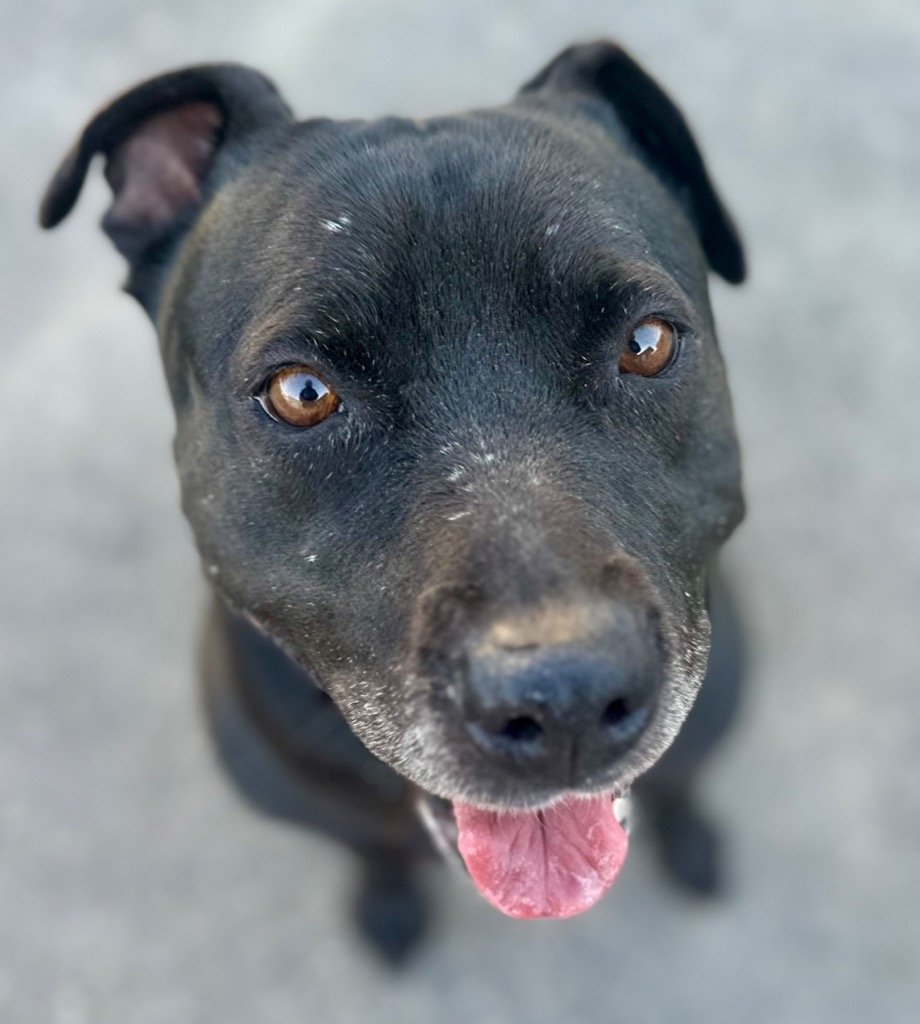 adoptable Dog in Lake Forest, CA named Bindy - Foster or Adopt Me!