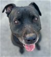 adoptable Dog in  named Bindy - Foster or Adopt Me!