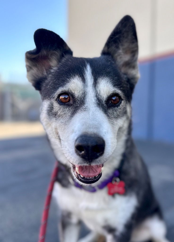 adoptable Dog in Lake Forest, CA named Tamara - Adopt Me!