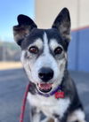 adoptable Dog in Lake Forest, CA named Tamara - Adopt Me!